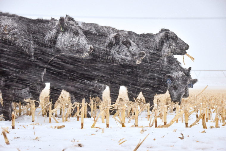 Angus Cattle on Cornstalks in Snow 56259