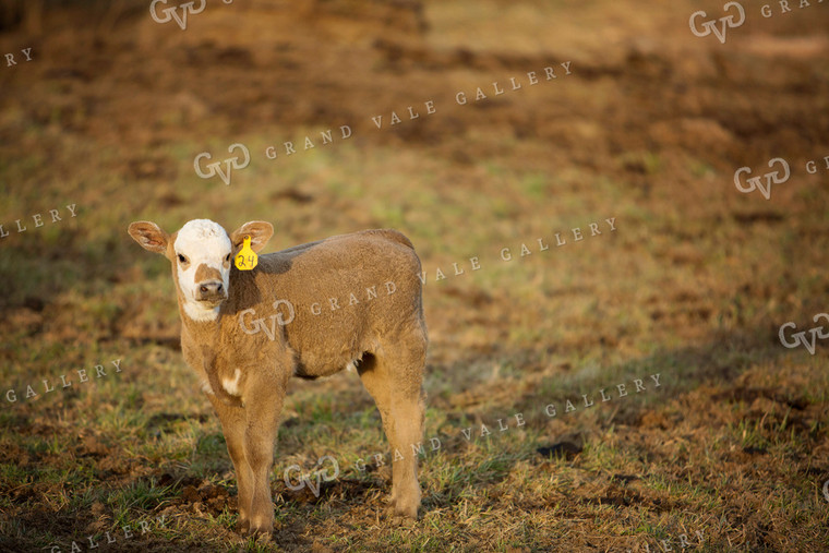 Calf - Charolais and Angus Cross 2241