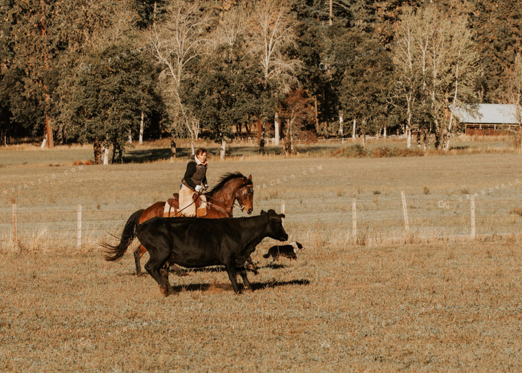 Ranchers on Horseback with Cattle 66058