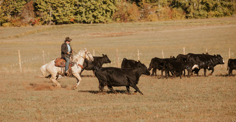 Ranchers on Horseback with Cattle 66060