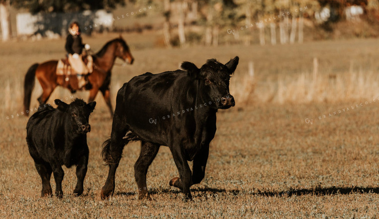 Ranchers on Horseback with Cattle 66062