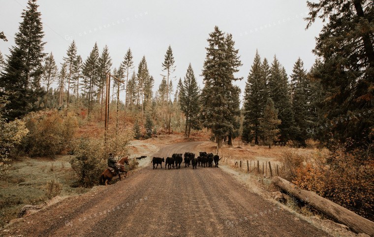 Ranchers on Horseback with Cattle 66070