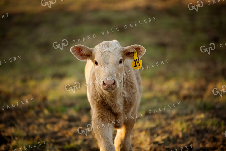 Calf - Charolais and Angus Cross 2261