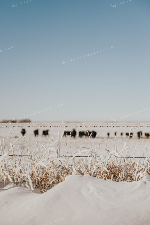 Snowy Pasture and Fence Line 68006