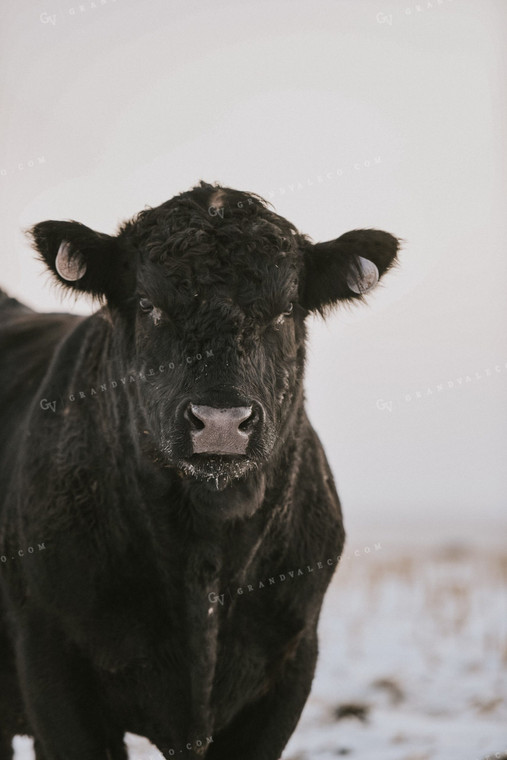 Snowy Angus Cattle 68010