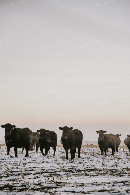 Cattle Grazing on Corn Stalks 68012