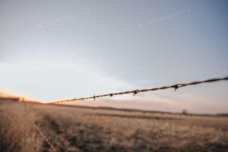 Barbed Wire 68037