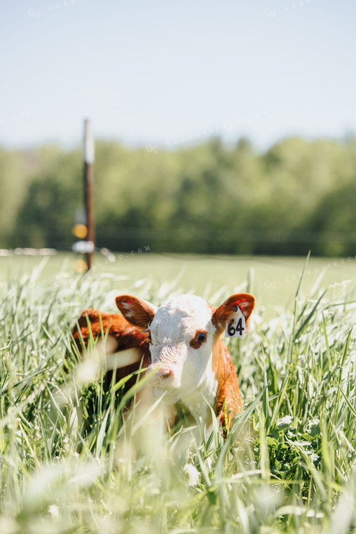 Hereford Calf in Pasture 68053