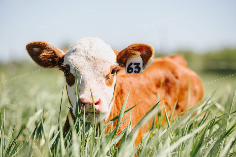 Hereford Calf in Pasture 68055