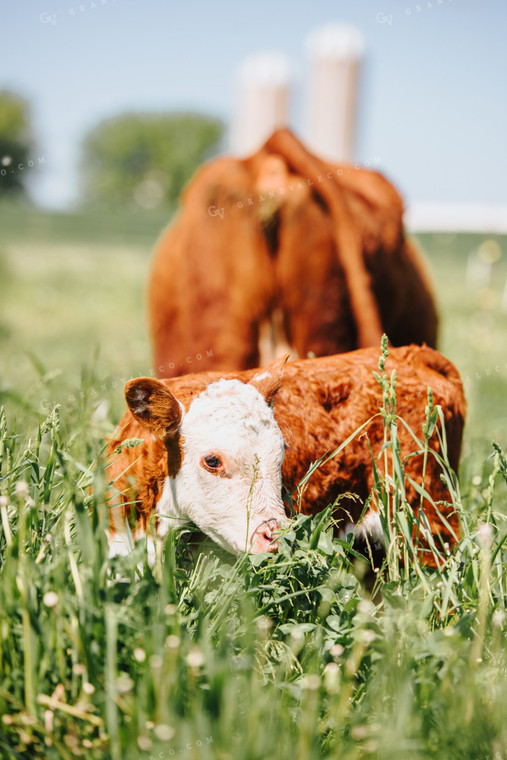 Hereford Calf in Pasture 68056