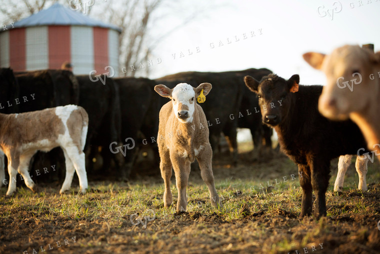 Calf - Charolais and Angus Cross 2268