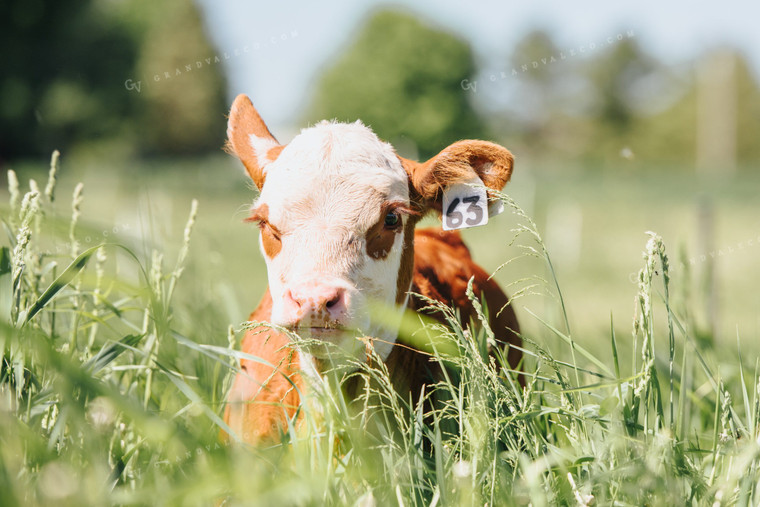 Hereford Calf in Pasture 68059