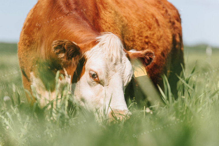 Hereford Cow in Pasture 68064