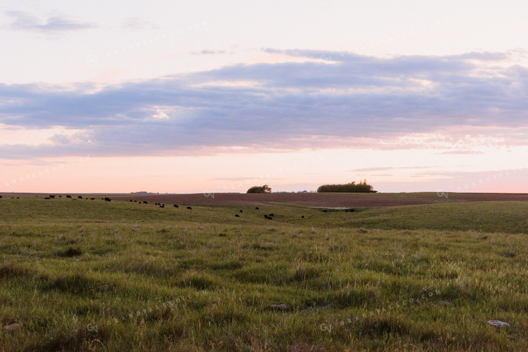 Angus Cattle Grazing in Pasture 68088