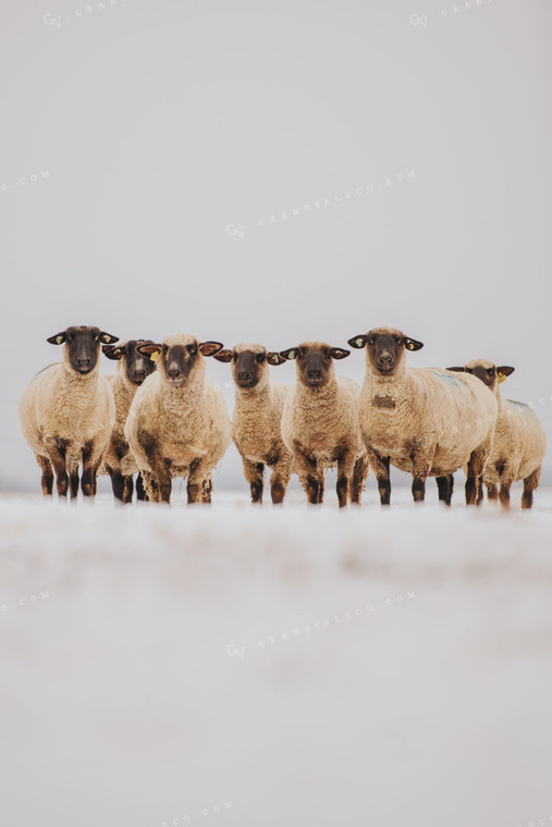 Sheep in Snowy Pasture Winter 68098