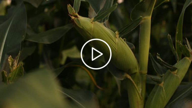 Corn Video - Pan to Pollinated Ear 2317