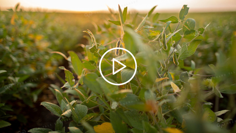 Soybean Video - Between the Rows I 2403