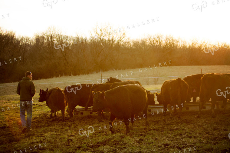 Calf - Charolais and Angus Cross 2279