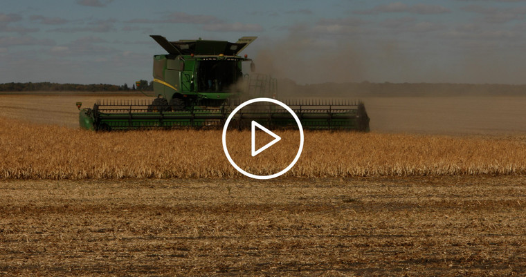 Combine Harvesting Pinto Beans 3301