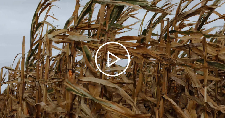 Dried Corn with Exposed Ear Blowing in Wind 3912