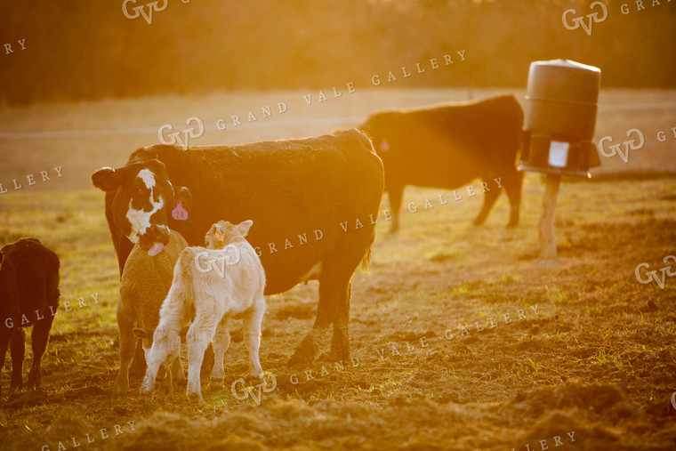 Calf - Charolais and Angus Cross 2245