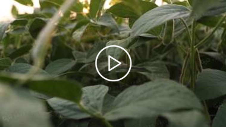 Soybean Video - Early Sunrise Soybean Pod (Copy) 12