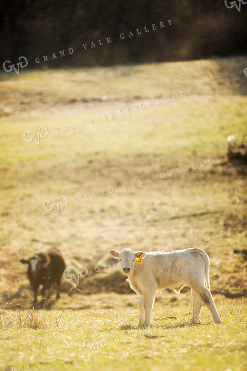 Calf - Charolais and Angus Cross 2259