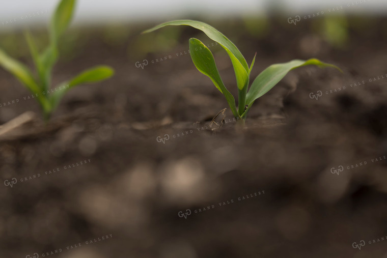 Corn - Early Growth 1041