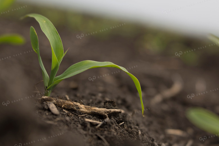 Corn - Early Growth 1042