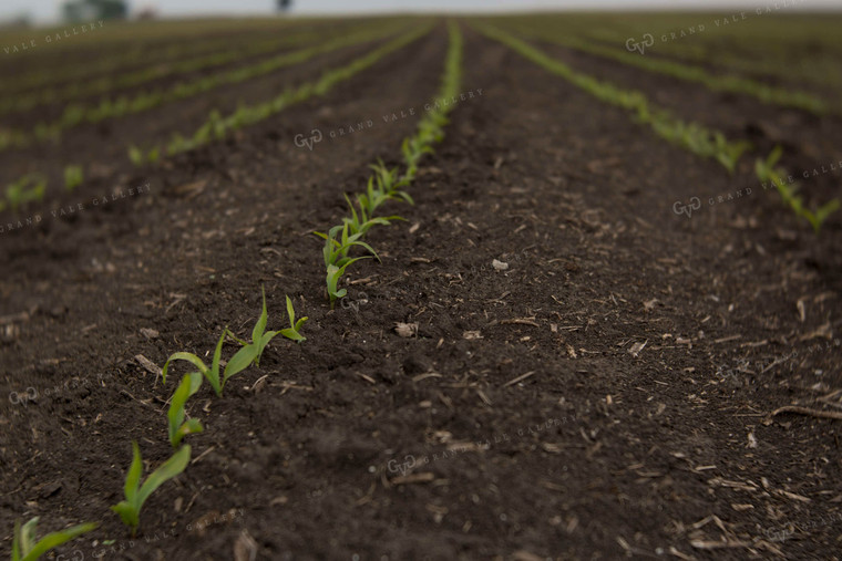 Corn - Early Growth 1046