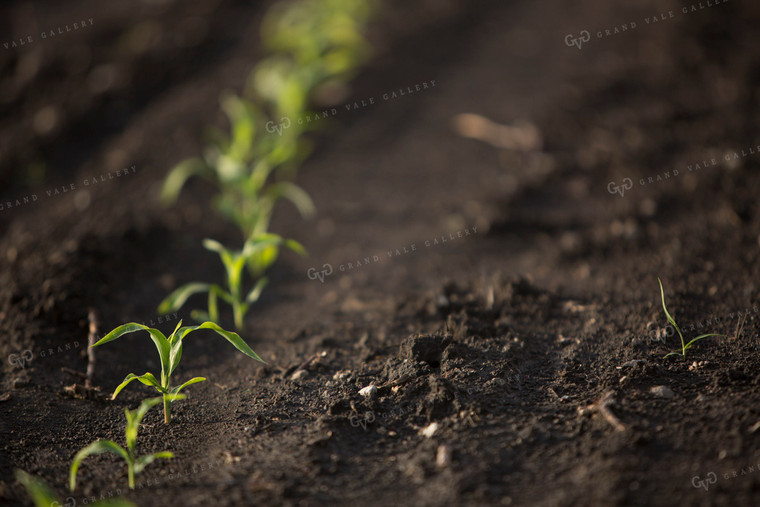 Corn - Early Growth 1048