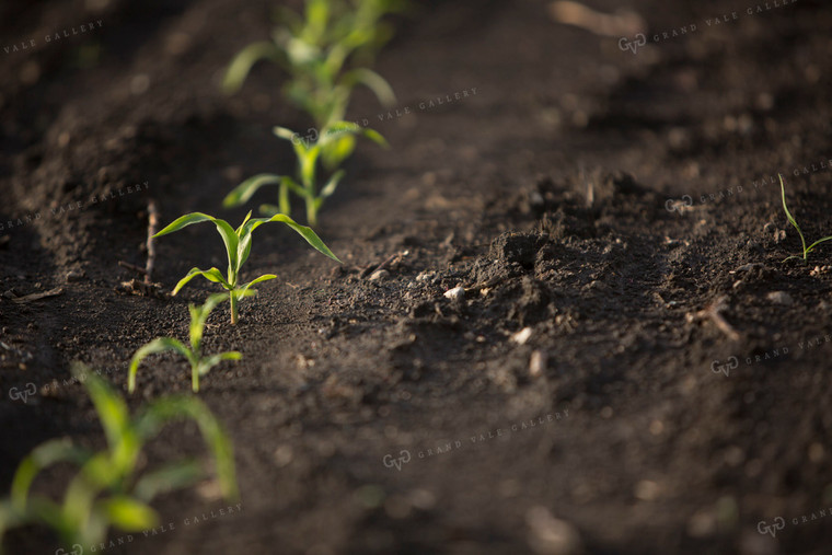 Corn - Early Growth 1049