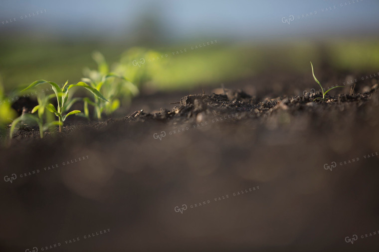 Corn - Early Growth 1050