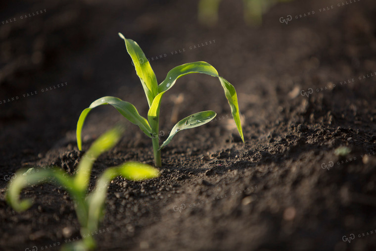 Corn - Early Growth 1052