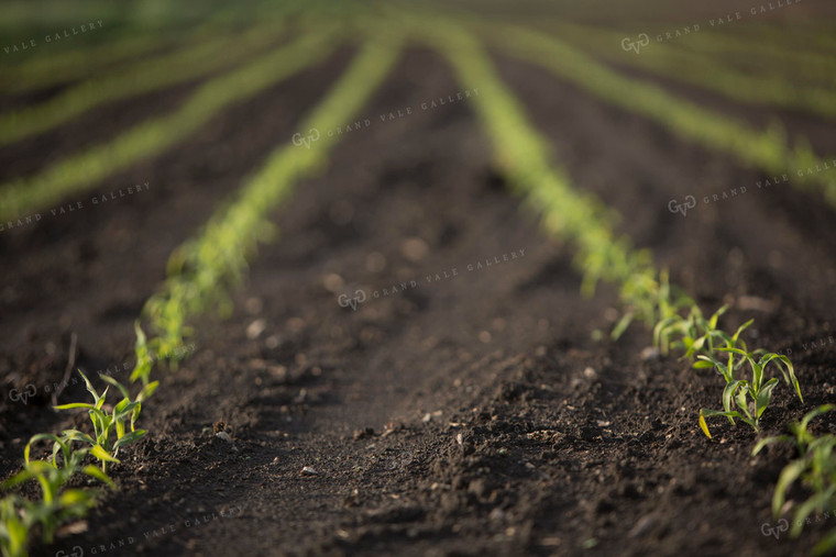 Corn - Early Growth 1053