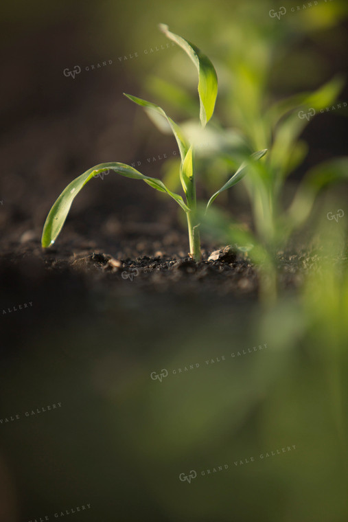 Corn - Early Growth 1056