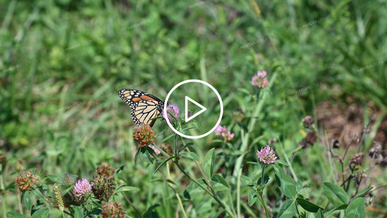 Butterfly Collecting Nectar and Pollen from Wildflowers on CRP Land - 205