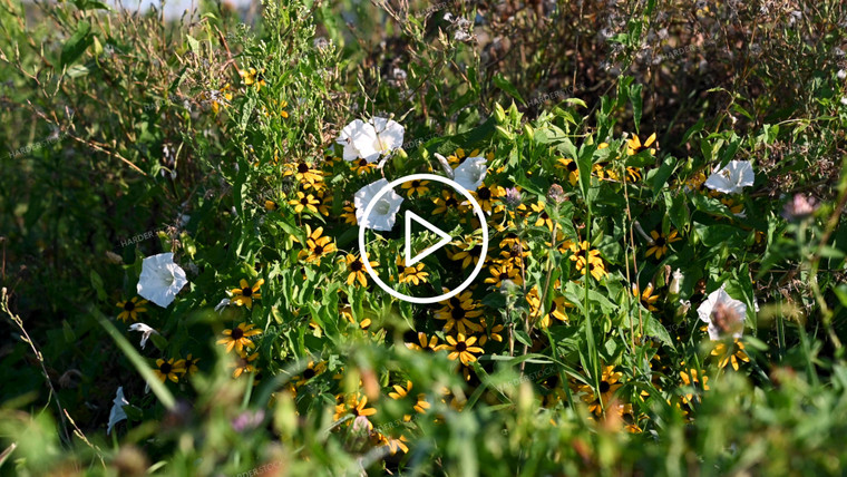 Bee Collecting Pollen from Wildflowers on CRP Land - 212