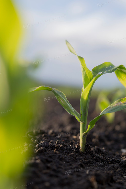 Corn - Early Growth 1058