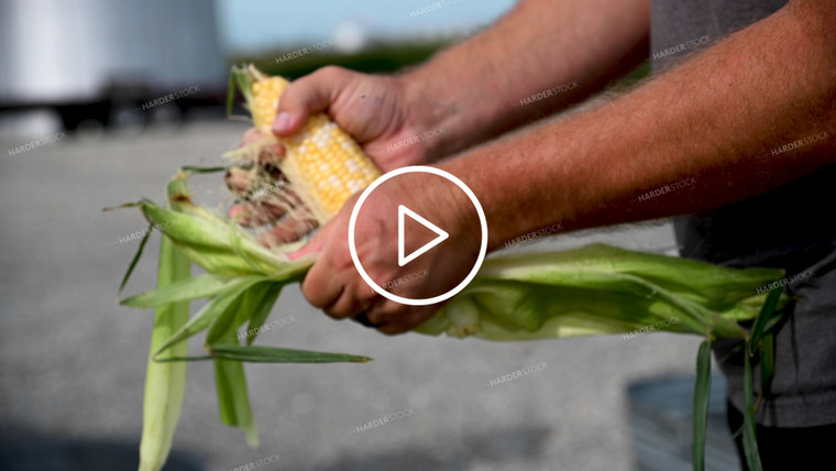 Family Shucking Sweet Corn - 264