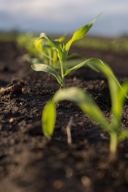 Corn - Early Growth 1062