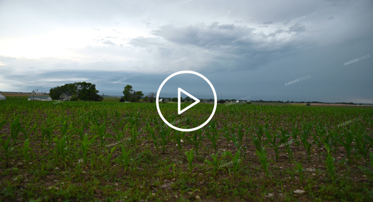 Scenic Weather Over Growing Crops - 291