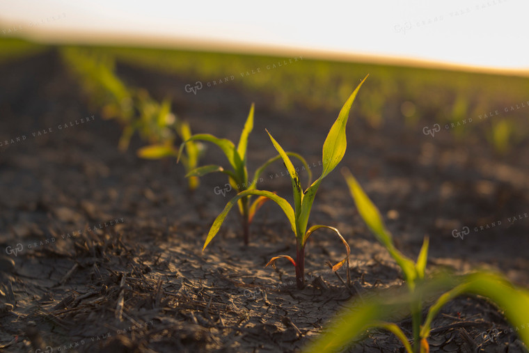 Corn - Early Growth 1064
