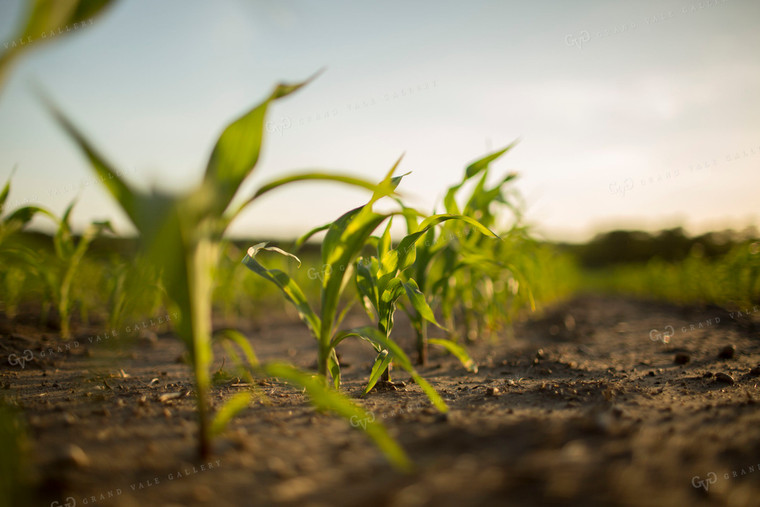 Corn - Early Growth 1068