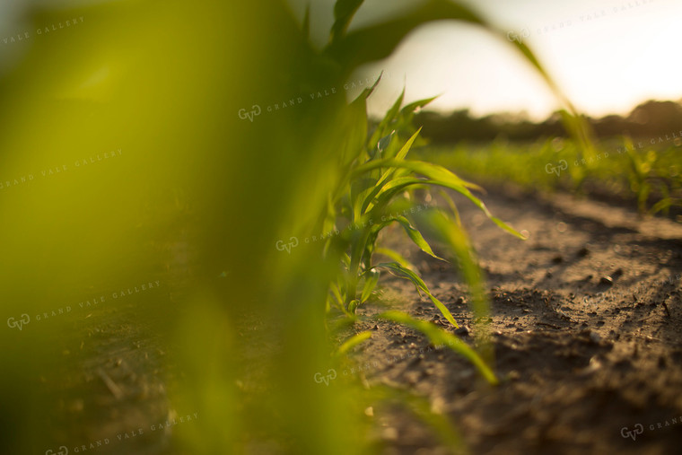 Corn - Early Growth 1070