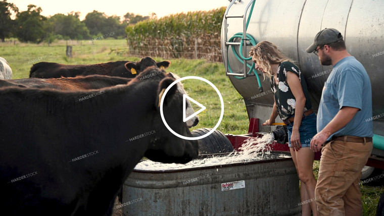 Farm Family Watering Cattle in the Pasture - 380