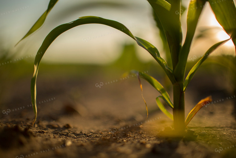 Corn - Early Growth 1072