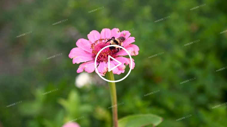 Bee on Flower - 402