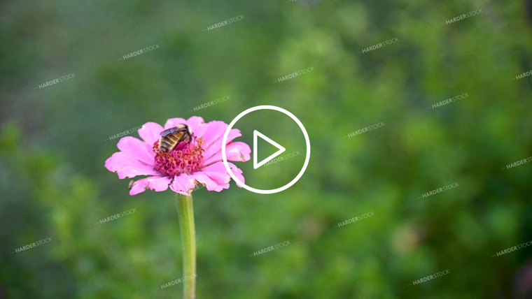 Bee on Flower - 403