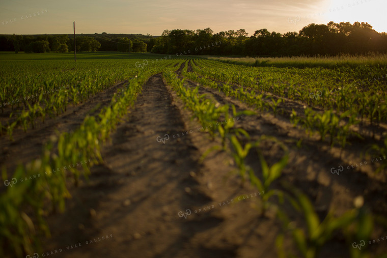 Corn - Early Growth 1075